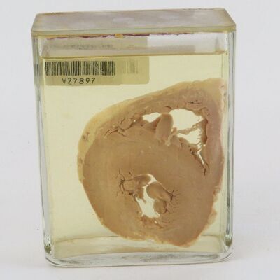 Voorwerpen adlib\20000\V27897-a.jpg; V27897; ;